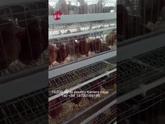 Sistema premio e di lusso del magazzino della Nigeria del pollame della gabbia in batteria per i polli di strato sabbiosi