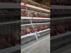 Galvanizzato A Tipo 3/4 Gabbia per batteria a strati di pollo per pollame Doris