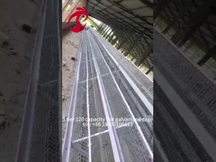 Gabbia di pollame a strato semiautomatica 15000 uccelli gabbia manuale di pollame in Nigeria Iris