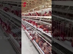 Agricoltura a strati Utilizzo di 2 strati di gabbia a batteria Casella di pollame calda immersione galvanizzata sabbia