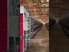 Progetto chiavi in mano Sistema automatico di gabbia a batteria per pollame 3 livelli 450cm2 Stella