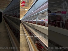 Stella automatica d'innalzamento controllata da computer dell'attrezzatura della gabbia del pollo