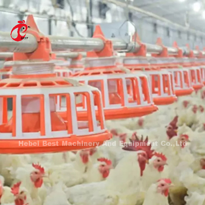 Linea d'alimentazione linea bevente del pollo di avicoltura 45 della griglia attrezzatura automatica Rosa