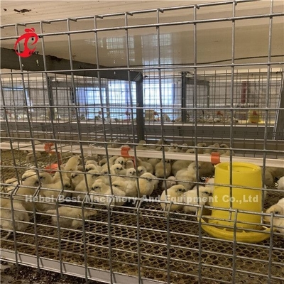 Cage per polli di pollo automatico tipo H per polli di pollo Ada