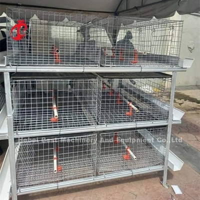 A o il tipo pollo da carne di H ingabbia la capacità maturata Emily di 96 polli da arrosto