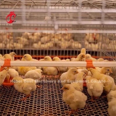 Chicken Cage Of Poultry Chicks Ada