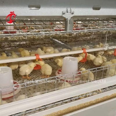 96 uccelli un tipo - azienda agricola Doris di Chick Brooder Cage In Chicken da 1 - 12 settimane