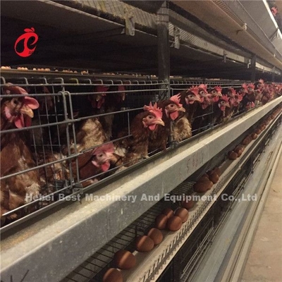 Sistema di gabbia a batteria per polli da carne di pollo