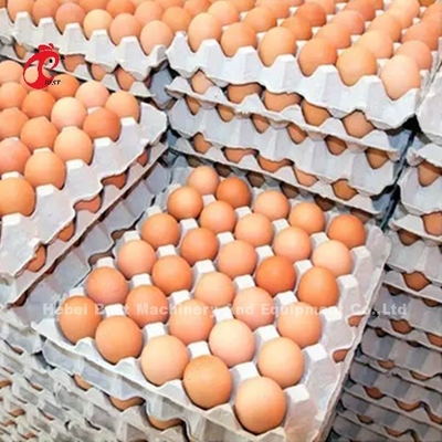 Un sistema di gabbia a batteria a strato di 5000 uova da gallina Mia