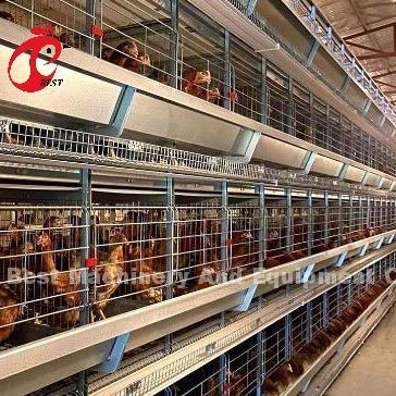 A o H tipo di gabbia di pollo automatico attrezzature di alimentazione Hopper sistema di raccolta di uova per 35.000 uccelli Doris
