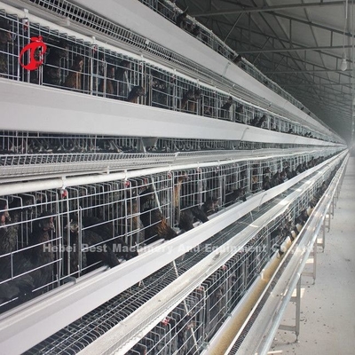 4 livelli gabbia di pollo attrezzature completamente automatiche soluzioni personalizzate disponibili Adela