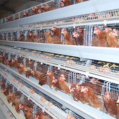 110 kg di acciaio galvanizzato Cage automatico a strato di pollo Cage di batteria Cage Doris