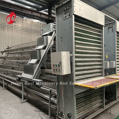 A o H tipo di gabbia di pollo automatico attrezzature di alimentazione Hopper sistema di raccolta di uova per 35.000 uccelli Doris