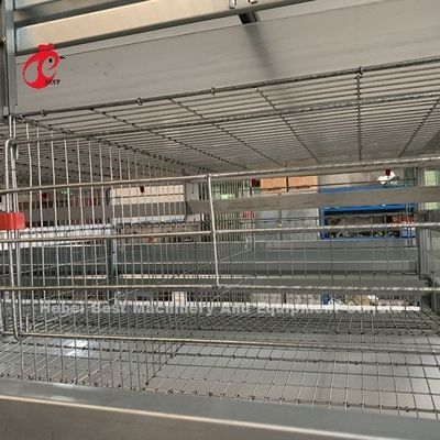 20 anni di durata della vita di strato di avicoltura del pollo di attrezzatura automatica della gabbia per 20.000 strati di Adela