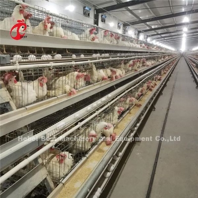 Controllo elettrico automatico sistema di gabbia a strato di pollame 4 livello progettazione di fattoria Ada