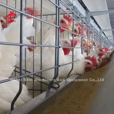 Sistema d'alimentazione automatico della gabbia in batteria della griglia per l'agricoltura dello spazio di risparmio Emily