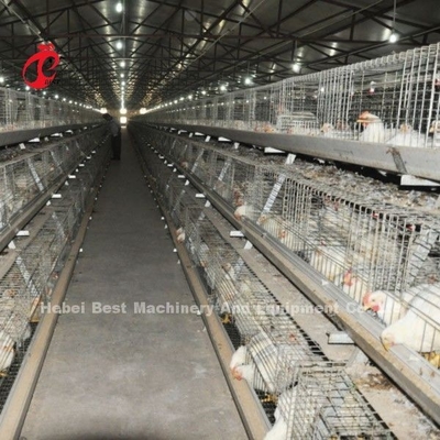 Sistema di gabbia per polli di carne stabile di tipo A o H gabbia per polli completamente automatica Doris Shi