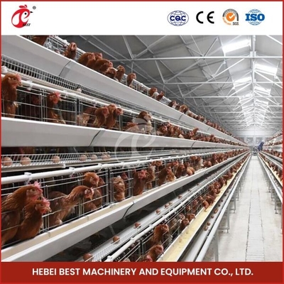 Attrezzatura automatica della gabbia del pollo un sistema Doris Shi della gabbia di strato della fila di pagina 4