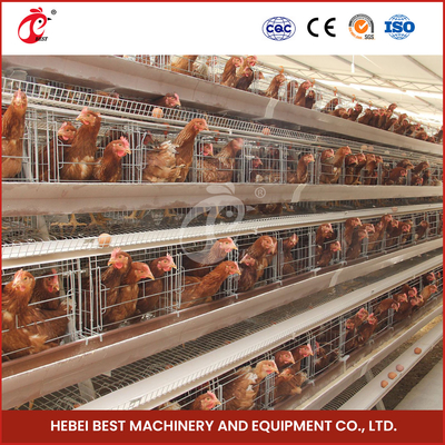 25 anni di 90-200 dei polli di sistema d'alimentazione del pollo automatico con l'iride dell'abbeveratoio automatico