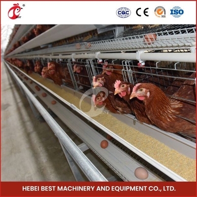 Peso Mia della gabbia in batteria 100kg del pollo su misura avicoltura