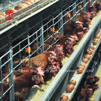 200 uccelli gabbia automatica per polli con batteria in vendita