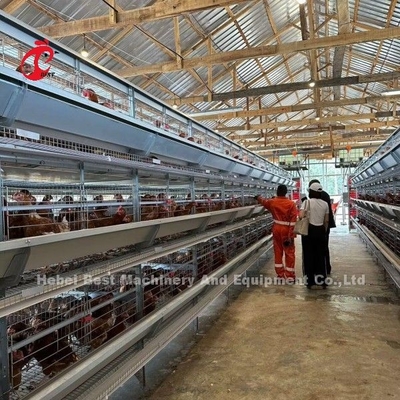 3/4/5/6/7/8 Sistema di gabbia a strato di pollame a livelli con alimentatore automatico Adela