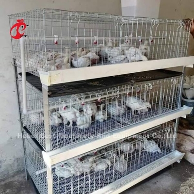 Tipo A e H Broiler Batteria gabbia di pollo per 45 giorni Broilers Emily