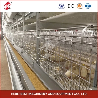 Assemblaggio incubatore di quaglie incubatore gabbia con pulizia manuale automatica Emily