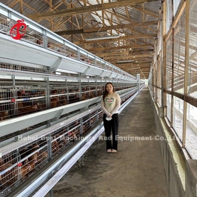 Sistema automatico per l'alimentazione del pollo, gabbie a strato, cintura di letame automatico