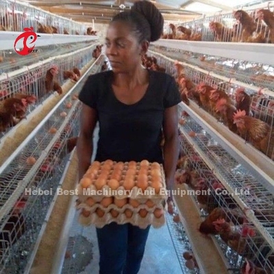 Sistema automatico di alimentazione pollame pollo batteria strato gabbia tipo A Ada