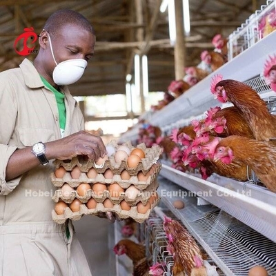 Allevamento di galline semplificato con gabbia a strato di pollame in tipo A o H 450cm2 Ada