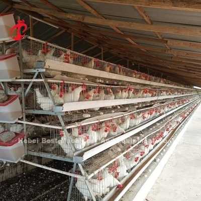 Sistema di gabbia di batterie di pollame in acciaio galvanizzato per allevamenti di polli di pollame che utilizzano sabbia
