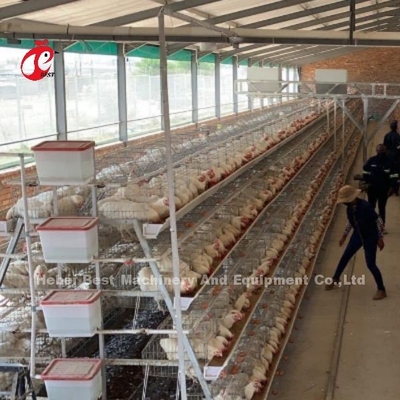 8 Cage di pollo in acciaio per le uova Iris