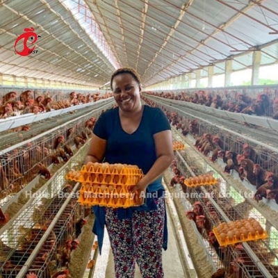 8 Cage di pollo in acciaio per le uova Iris