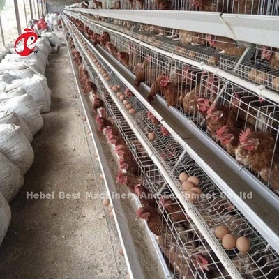 Sistema automatico di alimentazione pollame pollo batteria strato gabbia tipo A Ada