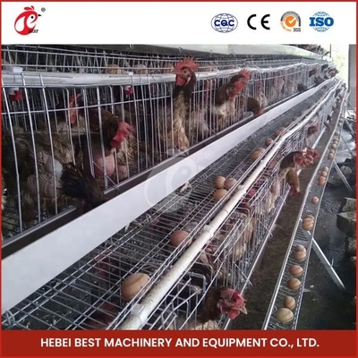 80-100kg Peso della gabbia in forma di H gabbia automatica di pollo gabbia di pollo gabbia automatica di pollo rosa rosa per strati rosa