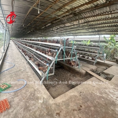 Sistema di gabbia a batteria di livello 3 o 4 per 500-1000 uccelli Iris