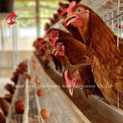 Sistema automatico di allevamento di gabbie per pollame a strato di pollame con attrezzature per l'alimentazione e la bevanda Adela