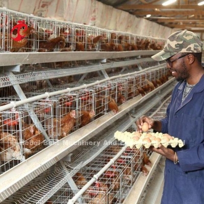 Cage a strato di pollame facile da usare per l'allevamento di pollame Adela