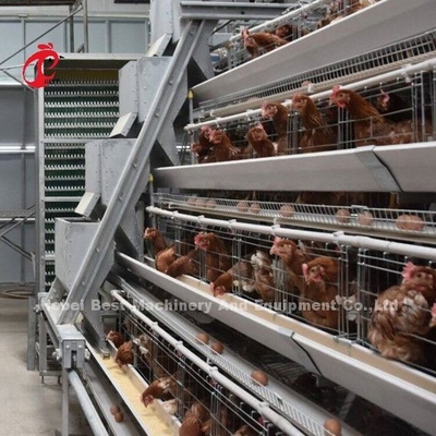 Sistema d'alimentazione 1.5KW 380V Doris del pollame dei semi della gabbia automatica di strato