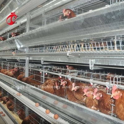 Sistema d'alimentazione 1.5KW 380V Doris del pollame dei semi della gabbia automatica di strato