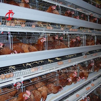 Tipo gabbia Africa Doris del sistema H della gabbia in batteria del pollame della struttura di Antivari di angolo del pollo di strato