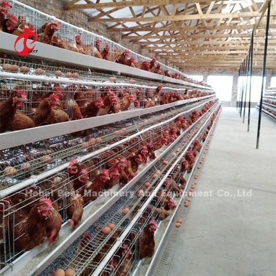 Cage a batteria a strato professionale installato in Nigeria Cage di pollo automatico Doris