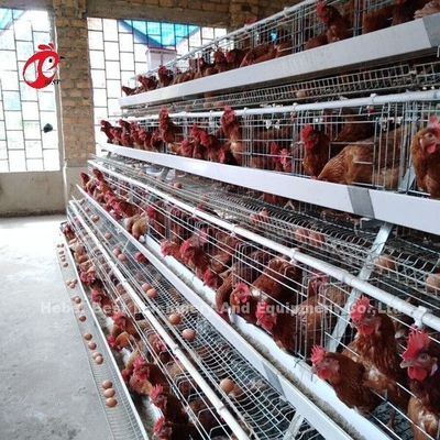 Un tipo pollo degli uccelli della gabbia in batteria 120 del pollame che pone la gabbia Africa Doris delle uova