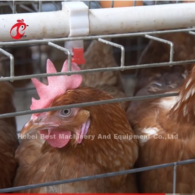 La Cina ha importato la gabbia in batteria rivestita ISO9001, porta del pollo del sistema 4 della gabbia del pollo di strato sabbiosa