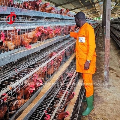Migliore qualità un tipo uccelli Emily della gabbia 240 del pollo dell'uovo di strato della batteria della gabbia di strato