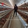 Gabbia a batteria per polli da 110 kg con 450 cm2 Area/uccello Adela