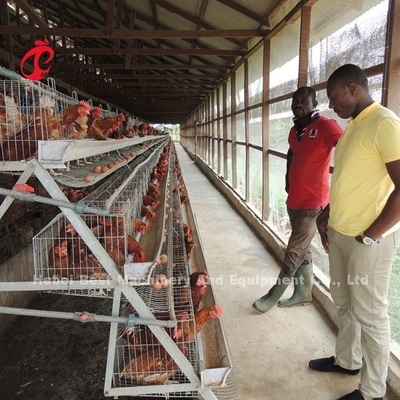 La maggior parte della avicoltura economica della gabbia in batteria di strato del pollo per 5000/10000/20000 di stella degli uccelli