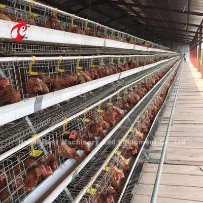 CE commerciale Adela del sistema della gabbia in batteria del pollo di strato della gabbia automatica piena del pollo