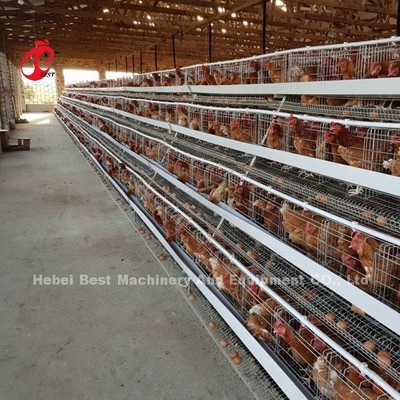 Più popolare Tipo A Chicken strato batteria gabbia in vendita in Uganda 20000 uccelli stella